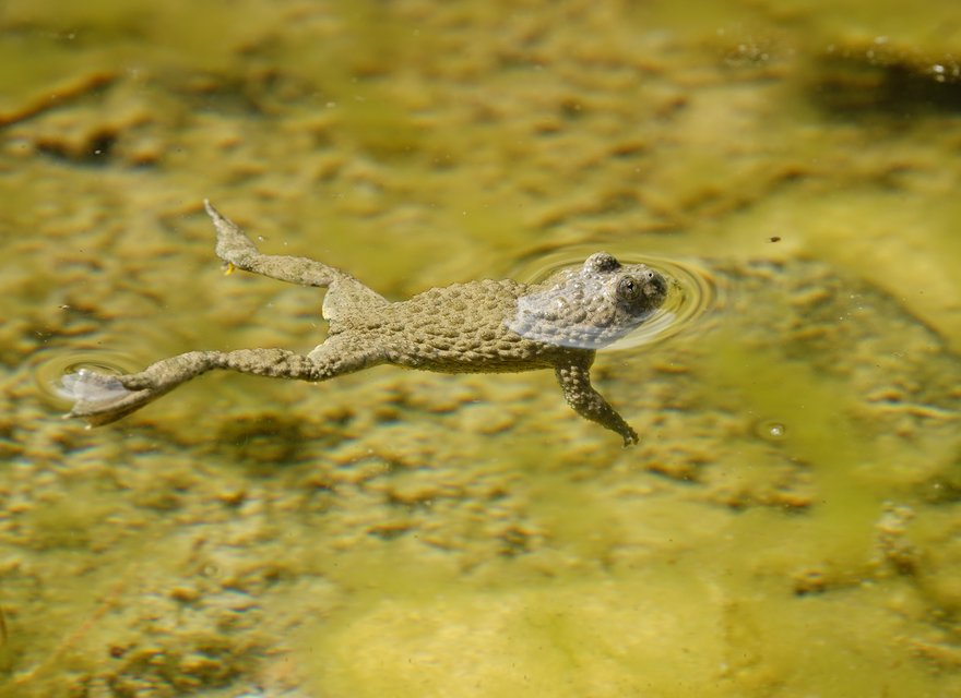 Aufwertung Firmenareal Nitrochemie Wimmis AG Aufwertung Firmenareal Nitrochemie Wimmis AG