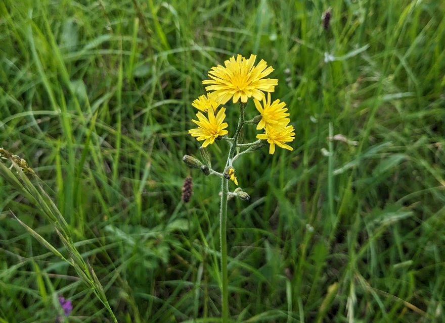 Artenförderung Traubenpippau Traubenpippau
